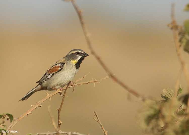   Dead Sea Sparrow Passer moabiticus. Btecha,north Israel , June  2010.Lior Kislev                   